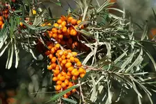 Облепиховый чай с травами.webp
