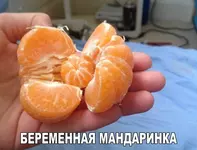 Беременная мандаринка.webp